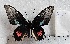  (Parides lysander 6 - APAS6)  @11 [ ] copyright (2025) Alexis Passerieux Unspecified