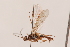  ( - MRS_979)  @11 [ ] CreativeCommons - Attribution Non-Commercial (2019) Unspecified National Museums Scotland