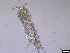  (Cletodes - 1562_13-5-59)  @11 [ ] Unspecified (default): All Rights Reserved  Unspecified Unspecified