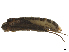  (Silonella - CBG-A51944-A11)  @11 [ ] CreativeCommons - Attribution Share Alike (2025) CBG Photography Group Centre for Biodiversity Genomics