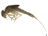  (Baetis pavidus - CBG-A51944-E03)  @11 [ ] CreativeCommons - Attribution Share Alike (2025) CBG Photography Group Centre for Biodiversity Genomics