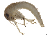  (Baetis cf. pavidus - CBG-A51944-E05)  @11 [ ] CreativeCommons - Attribution Share Alike (2025) CBG Photography Group Centre for Biodiversity Genomics