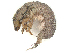  (Hydropsyche obscura - CBG-A51944-G06)  @11 [ ] CreativeCommons - Attribution Share Alike (2025) CBG Photography Group Centre for Biodiversity Genomics