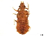  (Microgomphus sp. A - ODO-X1-001)  @11 [ ] CreativeCommons - Attribution (2019) CBG Photography Group Centre for Biodiversity Genomics