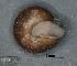  ( - AL_7159)  @13 [ ] Copyright (2013) Natural History Museum of Vienna Natural History Museum of Vienna