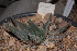  (Haworthia limifolia - BHD139)  @11 [ ] Unspecified (default): All Rights Reserved  Unspecified Unspecified