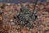  (Haworthia minor - BHD169)  @11 [ ] Unspecified (default): All Rights Reserved  Unspecified Unspecified