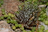  (Aloe haworthioides - BHD190)  @13 [ ] Unspecified (default): All Rights Reserved  Unspecified Unspecified