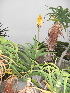  (Aloe striatula - BHD191)  @13 [ ] No Rights Reserved  Olivier Maurin University of Johannesburg