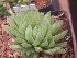  (Haworthia gracilis var. picturata - BHD202)  @11 [ ] Unspecified (default): All Rights Reserved  ©Bruce Bayer Unspecified