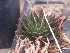  (Haworthia maculata - BHD203)  @11 [ ] Unspecified (default): All Rights Reserved  ©Bruce Bayer Unspecified