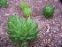  (Haworthia pulchella var. globifera - BHD206)  @11 [ ] Unspecified (default): All Rights Reserved  ©Bruce Bayer Unspecified