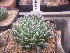  (Haworthia nortieri var. pehlemanniae - BHD207)  @11 [ ] Unspecified (default): All Rights Reserved  ©Bruce Bayer Unspecified