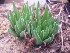  (Haworthia zantneriana - BHD230)  @11 [ ] Unspecified (default): All Rights Reserved  ©Bruce Bayer Unspecified