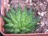  (Haworthia pulchella - BHD236)  @11 [ ] Unspecified (default): All Rights Reserved  ©Bruce Bayer Unspecified