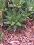  (Haworthia monticola var. asema - BHD251)  @11 [ ] Unspecified (default): All Rights Reserved  ©Bruce Bayer Unspecified