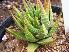  (Haworthia kingiana - BHD335)  @11 [ ] No Rights Reserved  Unspecified Unspecified