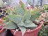  (Aloe reynoldsii - BHD379)  @13 [ ] No Rights Reserved  Olivier Maurin University of Johannesburg