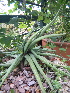  (Aloe pictifolia - BHD381)  @13 [ ] No Rights Reserved  Olivier Maurin University of Johannesburg