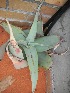  (Aloe dewinteri - BHD386)  @13 [ ] No Rights Reserved  Olivier Maurin University of Johannesburg