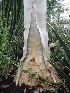  (Aloe dichotoma subsp. pillansii - BHD390)  @12 [ ] No Rights Reserved  Olivier Maurin University of Johannesburg