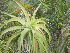  (Aloe hexapetala - BHD394)  @13 [ ] No Rights Reserved  Olivier Maurin University of Johannesburg