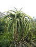  (Aloe thraskii - BHD411)  @13 [ ] No Rights Reserved  Olivier Maurin University of Johannesburg