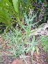  (Aloe tenuior - BHD415)  @13 [ ] No Rights Reserved  Olivier Maurin University of Johannesburg