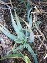  (Aloe glauca - BHD423)  @13 [ ] No Rights Reserved  Unspecified Unspecified