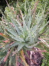  (Aloe succotrina - BHD424)  @14 [ ] No Rights Reserved  Olivier Maurin University of Johannesburg