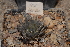  (Haworthia marumiana - BHD81)  @11 [ ] Unspecified (default): All Rights Reserved  Unspecified Unspecified