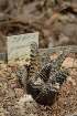  (Haworthia venosa subsp. granulata - BHD88)  @11 [ ] Unspecified (default): All Rights Reserved  Unspecified Unspecified