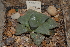  (Haworthia magnifica var. dekenahii - BHD92)  @11 [ ] Unspecified (default): All Rights Reserved  Unspecified Unspecified