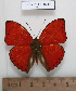 ( - BC - Ph. O 0210)  @14 [ ] CreativeCommons - Attribution Non-Commercial Share-Alike  Philippe OREMANS Unspecified