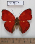  ( - BC - Ph. O 0230)  @14 [ ] CreativeCommons - Attribution Non-Commercial Share-Alike  Philippe OREMANS Unspecified