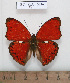  (Cymothoe herminia katsokwe - BC - Ph. O 0236)  @11 [ ] CreativeCommons - Attribution Non-Commercial Share-Alike  Philippe OREMANS Unspecified