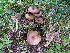  (Clitocybe concava - BGE_00471_A04)  @11 [ ] Copyright (2024) Walter Tomasi None
