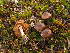  (Cortinarius bresadolae - BGE_00471_A07)  @11 [ ] Copyright (2024) Walter Tomasi None