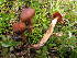  (Cortinarius chrysomallus - BGE_00471_A10)  @11 [ ] Copyright (2024) Walter Tomasi None