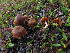  (Cortinarius minutalis - BGE_00471_A11)  @11 [ ] Copyright (2024) Walter Tomasi None