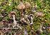  (Cortinarius violeovelatus - BGE_00471_A12)  @11 [ ] Copyright (2024) Walter Tomasi None