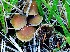  (Hypholoma olivaceotinctum - BGE_00471_B09)  @11 [ ] Copyright (2024) Alessandro Fellin None