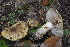  (Cortinarius citrino-olivaceus - BGE_00471_B12)  @11 [ ] Copyright (2024) Alessandro Fellin None