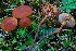  (Gymnopilus fulgens - BGE_00471_C04)  @11 [ ] Copyright (2024) Alessandro Fellin None