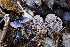  (Pseudobaeospora cyanea - BGE_00471_C08)  @11 [ ] Copyright (2024) Alessandro Fellin None