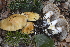  (Cortinarius rhizophorus - BGE_00471_C10)  @11 [ ] Copyright (2024) Alessandro Fellin None