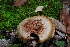  (Cortinarius diffractosuavis - BGE_00471_C11)  @11 [ ] Copyright (2024) Alessandro Fellin None