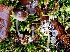  (Mycena flos-nivium - BGE_00471_C12)  @11 [ ] Copyright (2024) Alessandro Fellin None