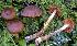  (Cortinarius aurantiomarginatus - BGE_00471_D02)  @11 [ ] Copyright (2024) Alessandro Fellin None