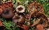  (Clitocybe barbularum - BGE_00471_D11)  @11 [ ] Copyright (2024) Alessandro Fellin None